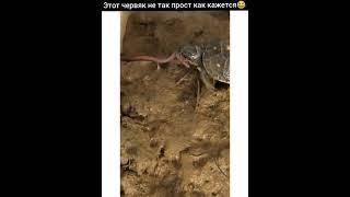 Мусор постоянно | Тик ток приколы #shorts