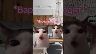 Типичные гости #жиза #котики