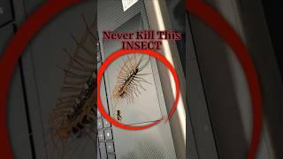 This Creepy Bug Saves Your Home!️#facts #wildlife #wildfacts