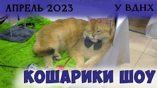 Кошарики шоу апрель 2023 Москва