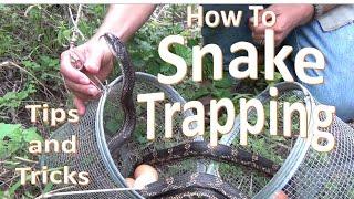 How to Trap Snakes using Minnow Traps (Dos, don'ts, and tips)