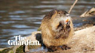 Nutria: the rodent wreaking havoc on California's landscape