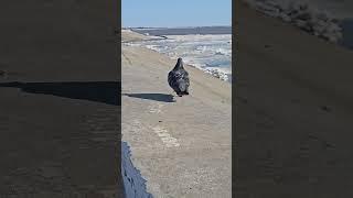 28.04.25 г НИЖНЕВАРТОВСК  лед тронулся