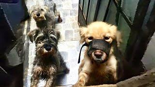 Locked In A Dark Room Since 1 Month Old, Three Puppies Was So Happy When Light Poured In...