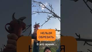 Не обрезайте деревья в это время! #сад #дача #обрезка #огород #груша #топ #яблоня