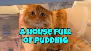 A House Full of Pudding