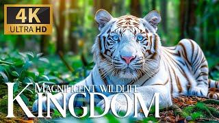 Magnificent Wildlife Kingdom  Stunning Wildlife Disclosure with Soft Piano Melodies  Blissful