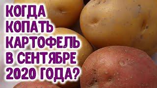 КОГДА КОПАТЬ КАРТОФЕЛЬ В СЕНТЯБРЕ 2020 ГОДА? Агрогороскоп благоприятных дней сбора урожая картошки