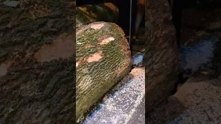 Renty tree cutting #shorts #shortsfeed #wood #sawmill #treecutting #sawmillfactory #machine