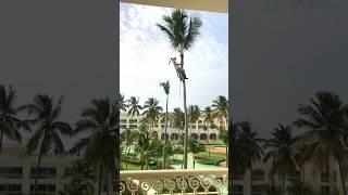 Dangerous but Impressive Coconut Tree Climbing  #iberostar #puntacana #shorts #youtubeshorts