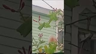 Бутоны у жимолости вечнозелёной 4 декабря 24 г