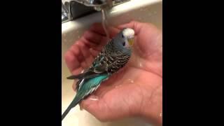 Bath time for Ponty
