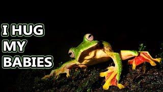 Flying Frog facts: they're more like gliding frogs, really | Animal Fact Files