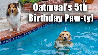 My dog has a pool paw-ty for his 5th birthday 