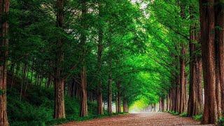 Music of summer healing music, calms the nervous system and pleases the soul "forest" by Alexander