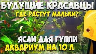 ГУППИ Где живут будущие красавцы? Мальки гуппи в аквариуме на 10 л | МАЛЬКИ