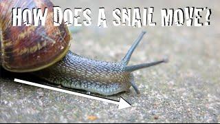 Exploring Invertebrates - How Do Snails Move?