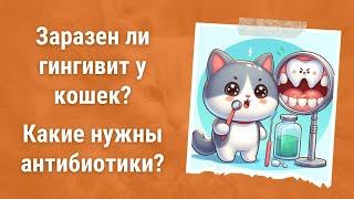 Заразен ли гингивит у кошек? Какие нужны антибиотики для лечения?