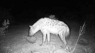 Elephant Throws Sticks At A Hyena!