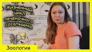 Плоские черви| Жизненный цикл печеночного сосальщика.