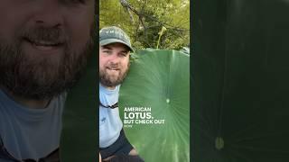 Checking out American Lotus on the Creek! #nativeplants #conservation #nature