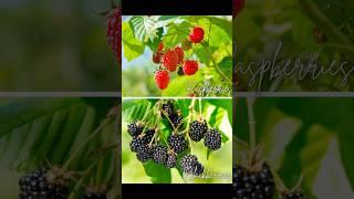 MUST KNOW differences between blackberries & raspberries! #gardening #homestead #berries