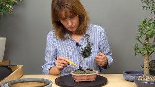 Плошки для бонсай