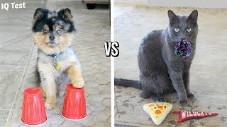 DOG VS CAT IQ TEST | Who is Smarter?