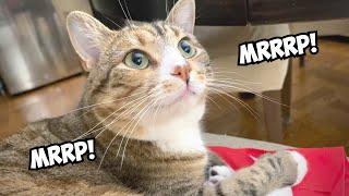 Cat makes the incredibly sweet little sounds! | How many "Mrrps" can you spot? (Volume up)