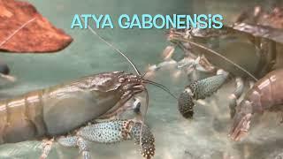 Atya gabonensis