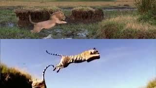 Tiger vs Lion - Jumping / Agility Comparison