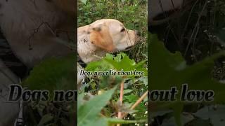 Dog motivational video. buddy the dog.