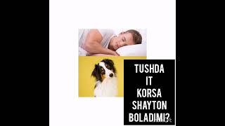 Tushda It. Korsa sexirlanib qolgan boladimi? Yoki Shayton mi?