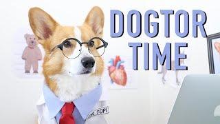 CUTEST DOCTOR - Topi the Corgi