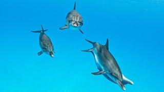 Dolphin's Playtime - incredible underwater moments with wild dolphins (2021)