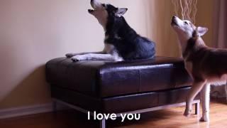 2 TALKING DOGS ARGUE - SUBTITLED! Mishka & Laika