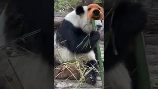 My Reaction after watching Live panda for the first time | WalkTube 4K