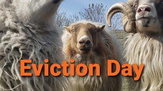 Its EVICTION day for the rams! Well sort of and not for long. Dwayne is a jerk!