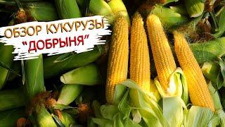 Это моя самая любимая кукуруза! Обзор вкуснейшего гибрида кукурузы "Добрыня"