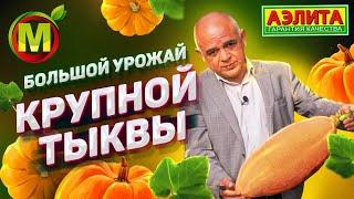 Как получить БОЛЬШОЙ УРОЖАЙ ТЫКВЫ в средней полосе России. Результат ухода за тыквой.