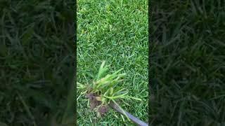 How to identify Poa Annua and what Tenacity does to stop it.