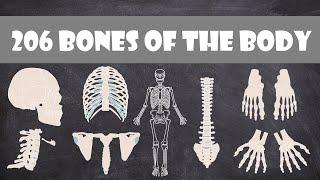 The 206 Bones of the Human Body | Anatomy