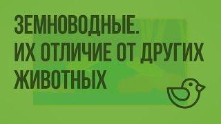 Земноводные. Отличие земноводных от других животных. Видеоурок по окружающему миру 1 класс