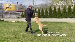 Insight iz Gratsiano - belgian malinois training