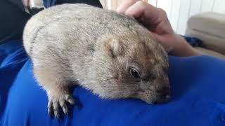 Минуты общения с папой#ручной сурок#marmot#милые животные