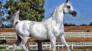 The Majestic World of Arabian Steel Horses – Beauty and Strength Combined!