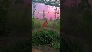 #how is it this nature 