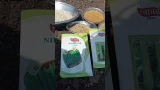 NiDHi -152 F 1BHINDI SEEDs #mastapp #chetan #mer