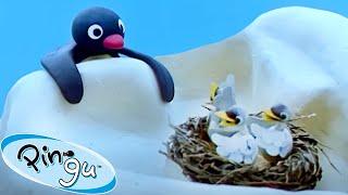 Pingu and the Bird's Mom  | Pingu - Official Channel | Cartoons For Kids