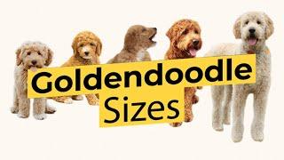 Which Goldendoodle Size?  Mini  Medium  Standard 